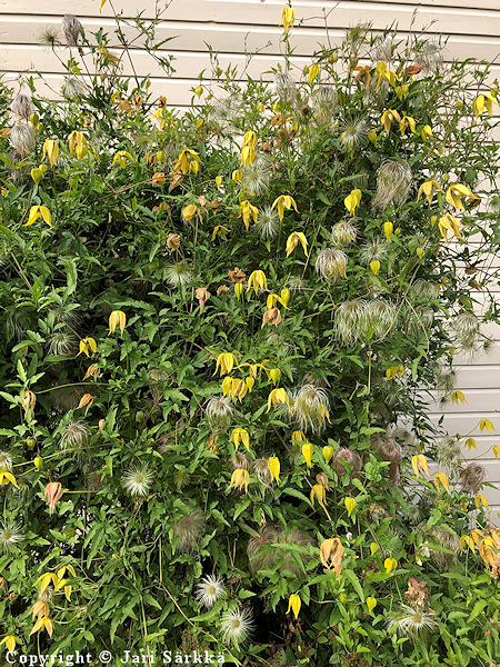 Clematis tangutica